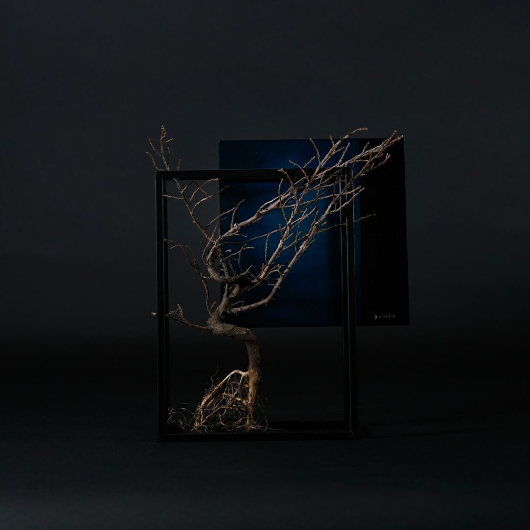 TNB - 003 yuhaku Art Bonsai「Ｓｋａｂｍａ／スカーマ」 - yuhaku online shop