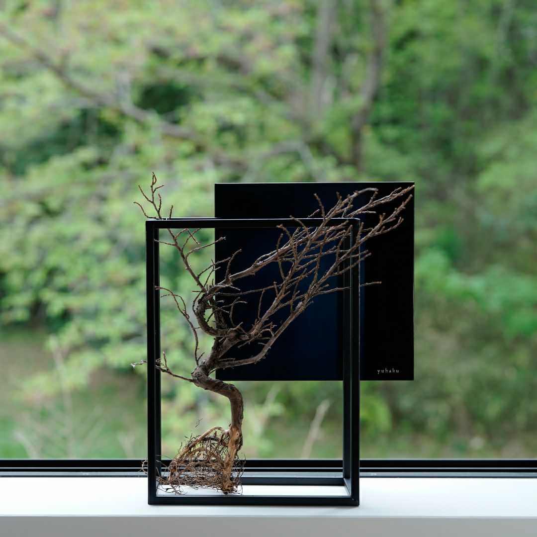 TNB - 003 yuhaku Art Bonsai「Ｓｋａｂｍａ／スカーマ」 - yuhaku online shop