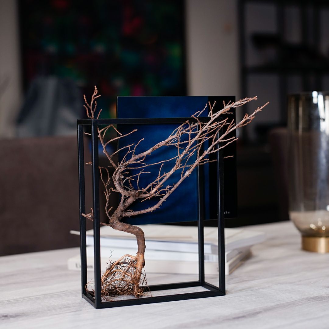 TNB - 003 yuhaku Art Bonsai「Ｓｋａｂｍａ／スカーマ」 - yuhaku online shop