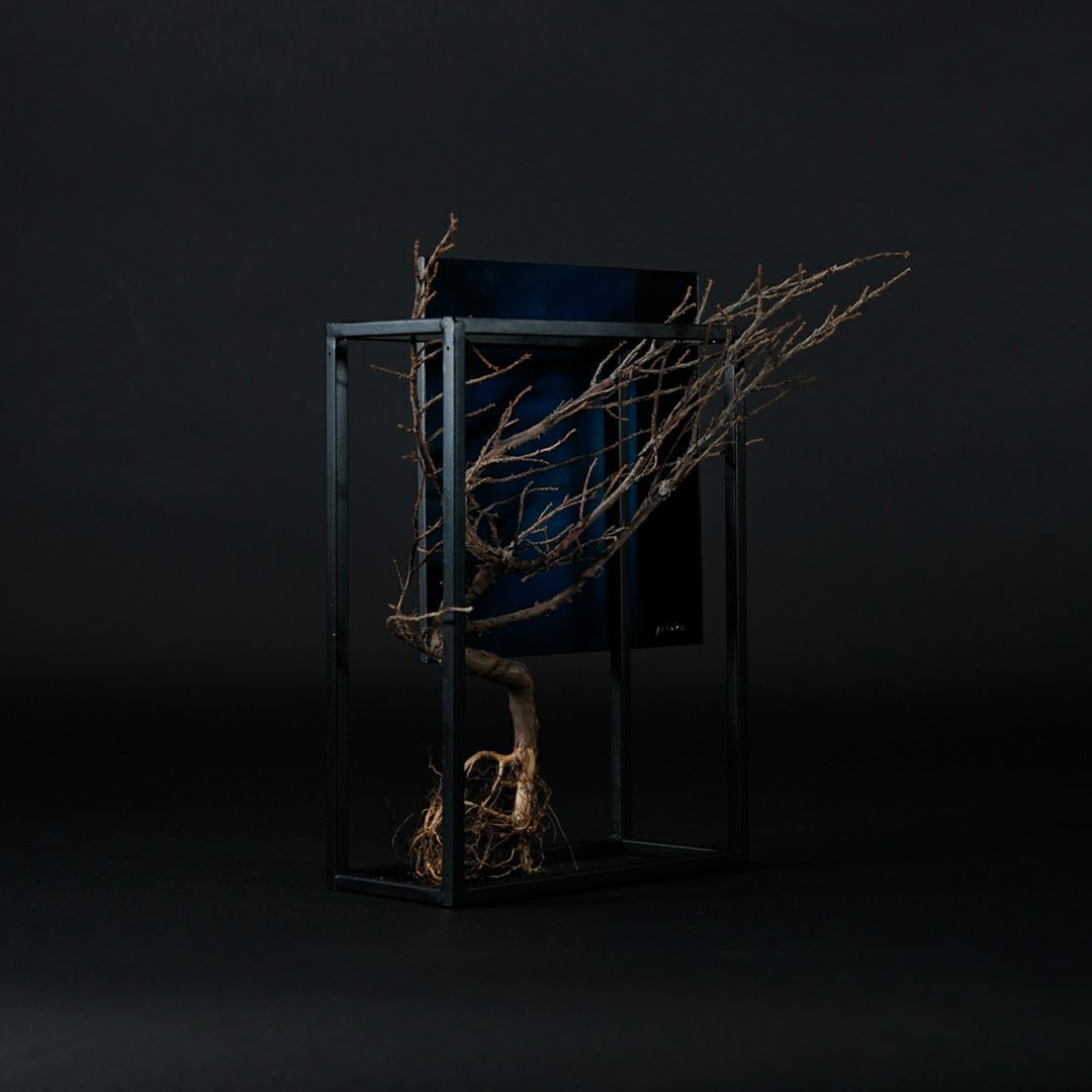 TNB - 003 yuhaku Art Bonsai「Ｓｋａｂｍａ／スカーマ」 - yuhaku online shop