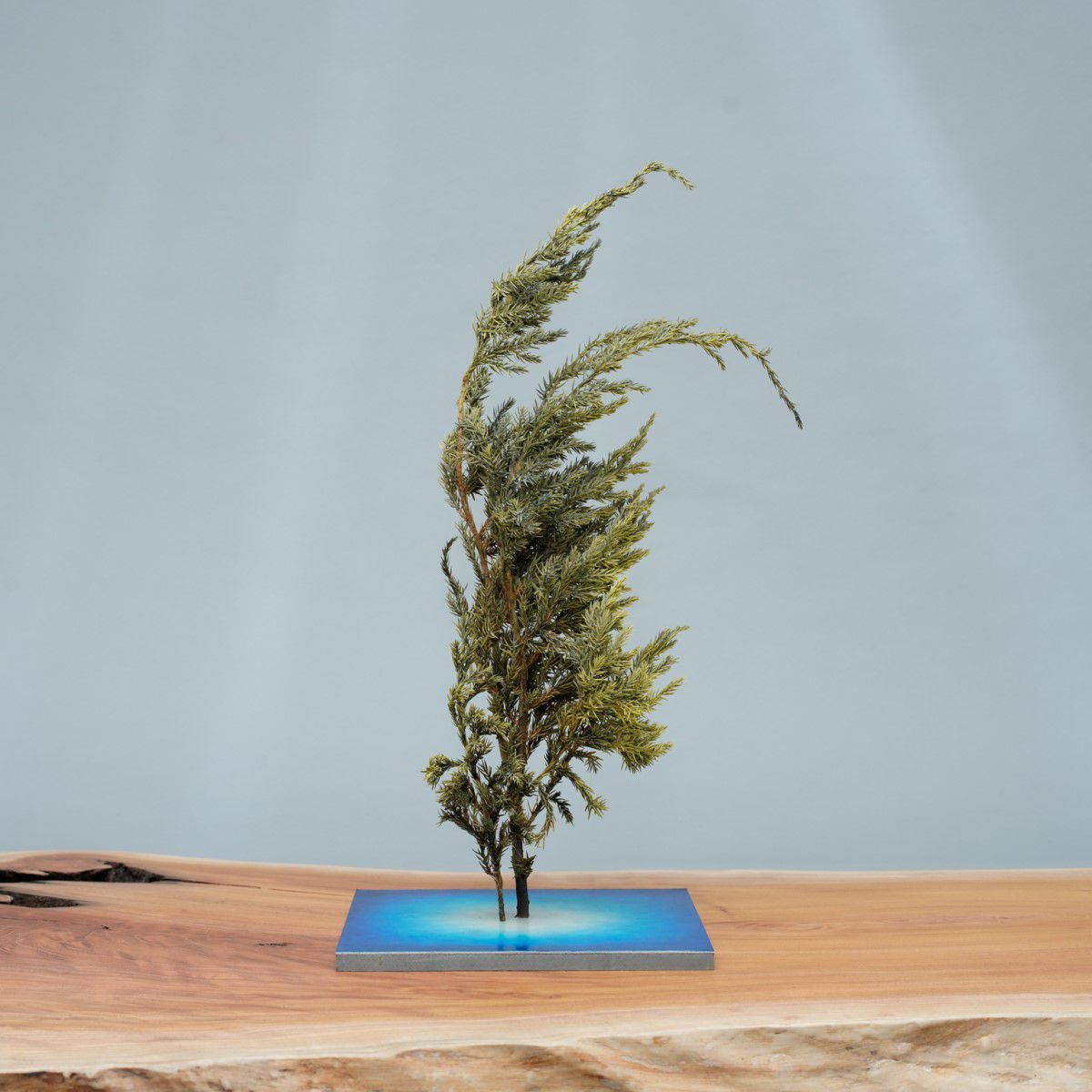 TNB - VL01 yuhaku Art Bonsai「Vevarasana／ヴェヴァラサナ」TNB - VL01 - yuhaku online shop