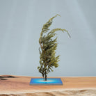 TNB - VL01 yuhaku Art Bonsai「Vevarasana／ヴェヴァラサナ」TNB - VL01 - yuhaku online shop