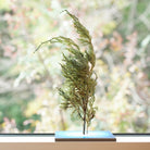 TNB - VL01 yuhaku Art Bonsai「Vevarasana／ヴェヴァラサナ」TNB - VL01 - yuhaku online shop