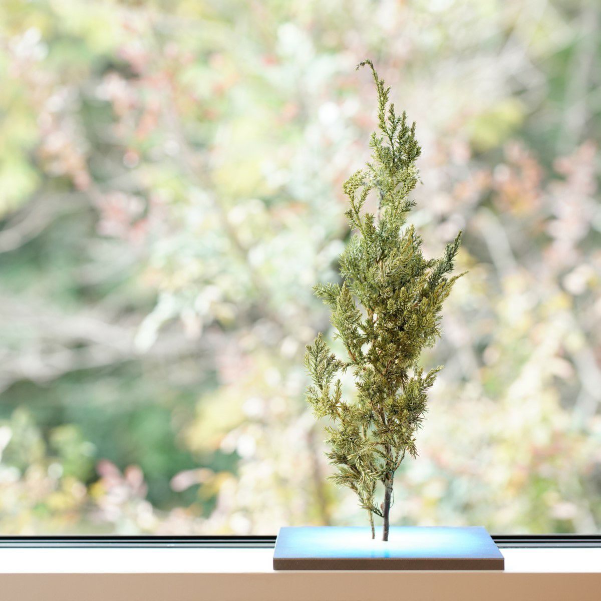 TNB - VL01 yuhaku Art Bonsai「Vevarasana／ヴェヴァラサナ」TNB - VL01 - yuhaku online shop