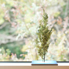 TNB - VL01 yuhaku Art Bonsai「Vevarasana／ヴェヴァラサナ」TNB - VL01 - yuhaku online shop