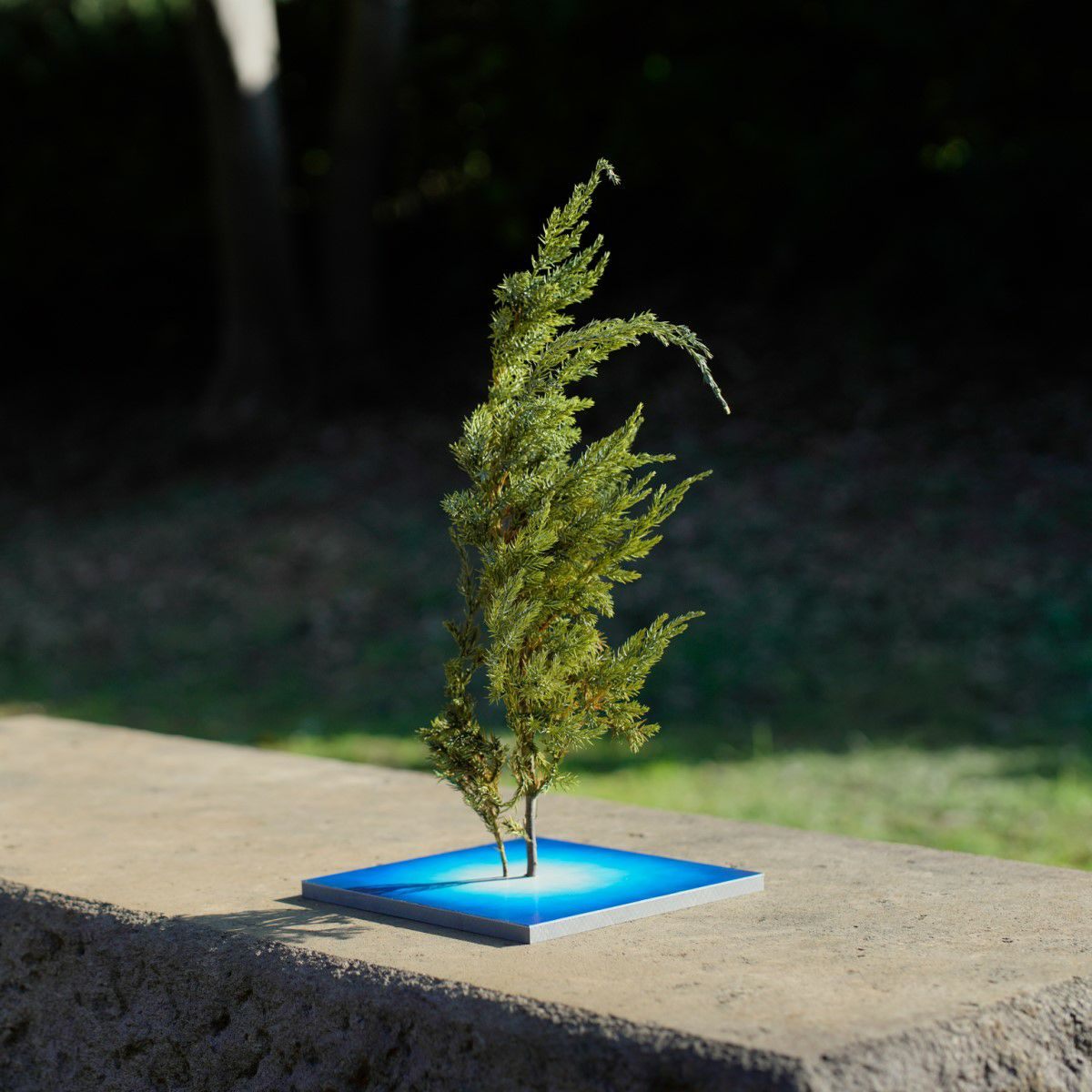 TNB - VL01 yuhaku Art Bonsai「Vevarasana／ヴェヴァラサナ」TNB - VL01 - yuhaku online shop