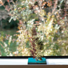 TNB - VM02 yuhaku Art Bonsai「Vevarasana／ヴェヴァラサナ」TNB - VM02 - yuhaku online shop