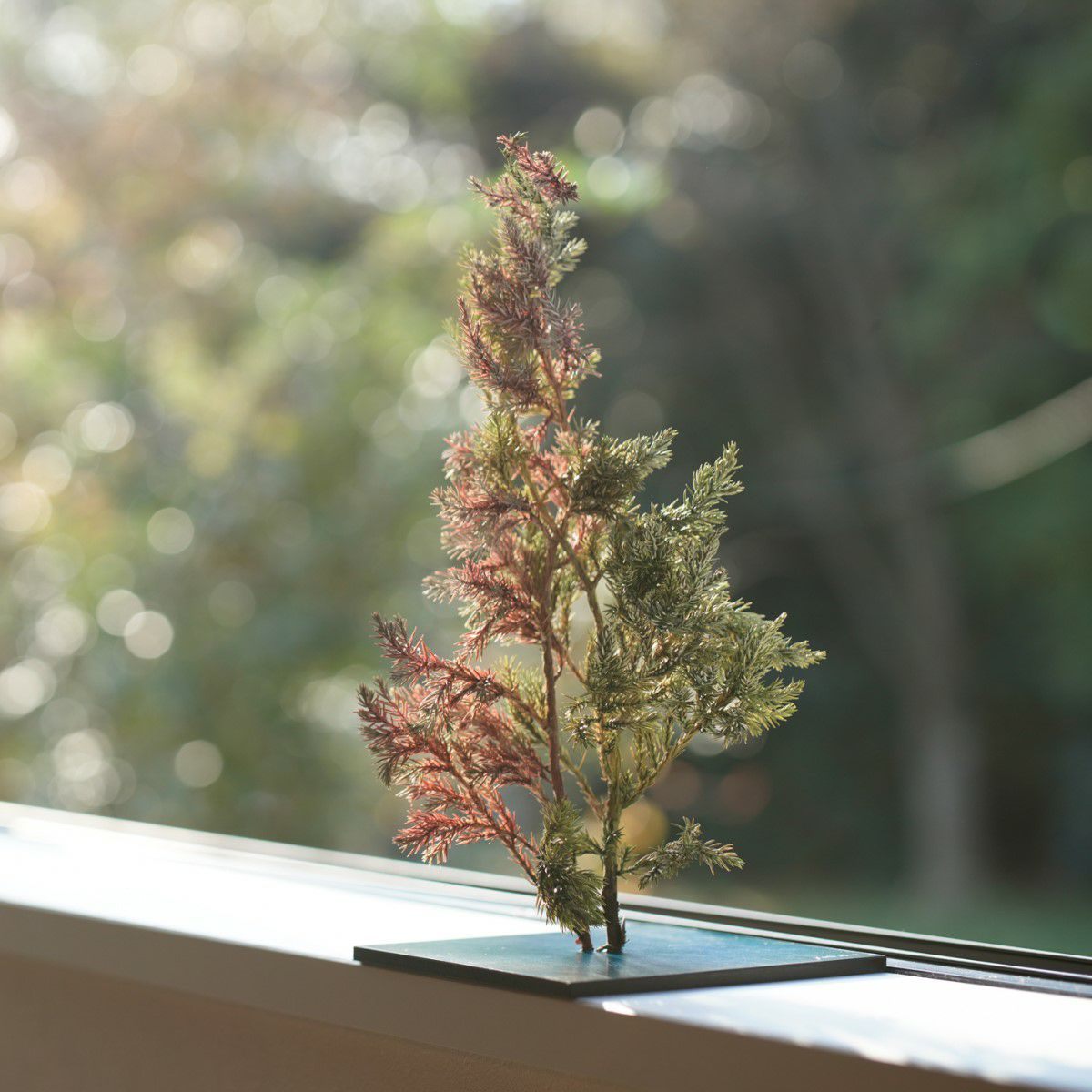 TNB - VM02 yuhaku Art Bonsai「Vevarasana／ヴェヴァラサナ」TNB - VM02 - yuhaku online shop