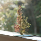 TNB - VM02 yuhaku Art Bonsai「Vevarasana／ヴェヴァラサナ」TNB - VM02 - yuhaku online shop