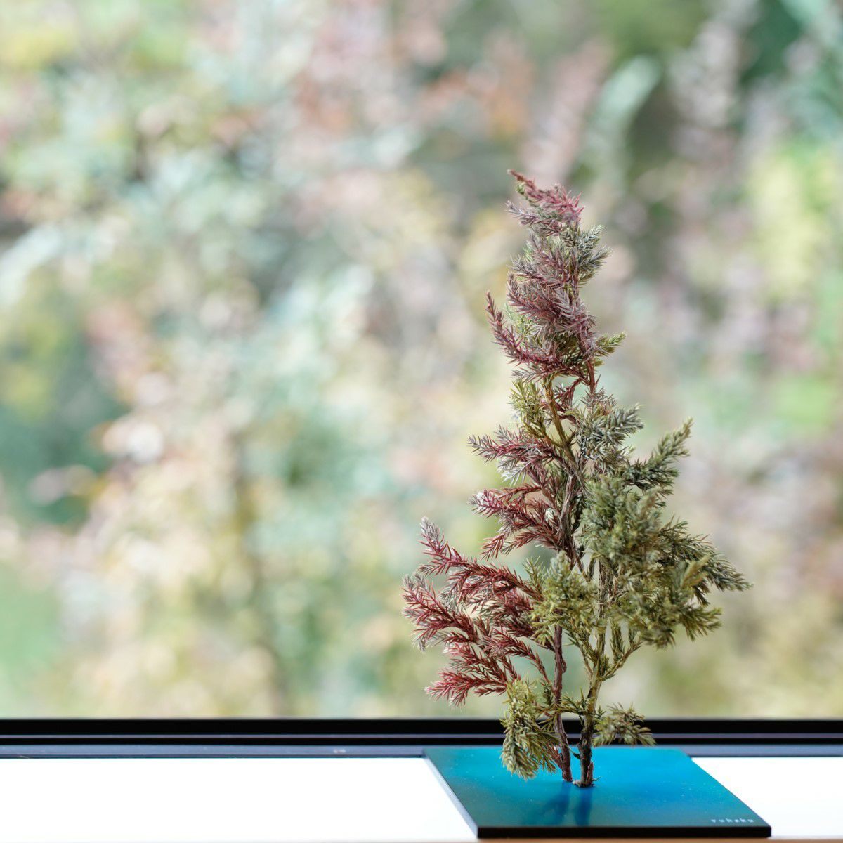TNB - VM02 yuhaku Art Bonsai「Vevarasana／ヴェヴァラサナ」TNB - VM02 - yuhaku online shop