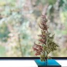 TNB - VM02 yuhaku Art Bonsai「Vevarasana／ヴェヴァラサナ」TNB - VM02 - yuhaku online shop