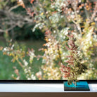 TNB - VM02 yuhaku Art Bonsai「Vevarasana／ヴェヴァラサナ」TNB - VM02 - yuhaku online shop